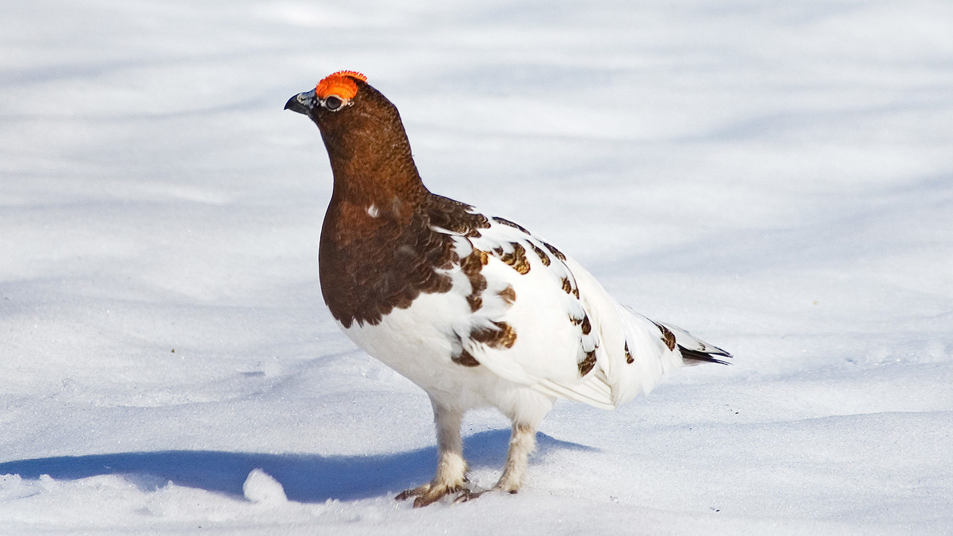 Grouse on spring snow in Børgefjell