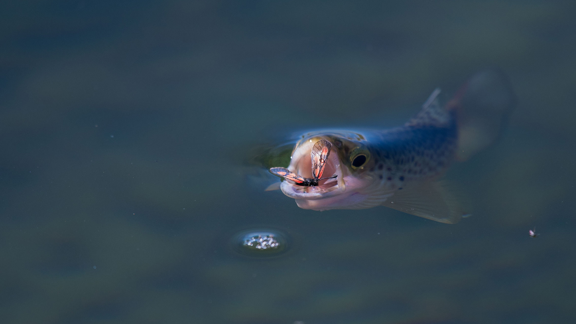 Waking trout eating insect